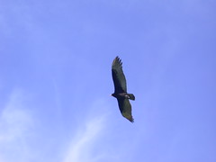A soaring hawk