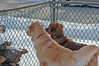 Oakley and Miles at attention