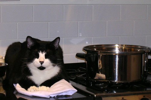 Cooking (With the Cat)