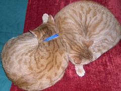 CLICK FOR LARGER IMAGE -- The Yin and Yang of Cat Napping