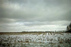 empty cornfield under about 2 inces of new snow