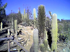 Baja garden at wild animal park, san diego, ca