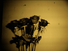 roses 001