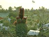 Comical Cactus in Antigua