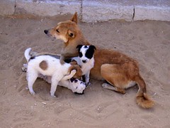 Dogs at Saqqara