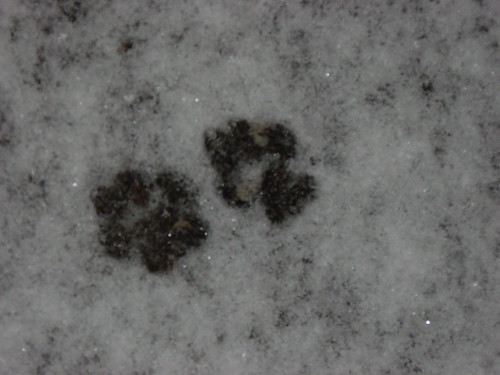 Cat footies in fresh snow