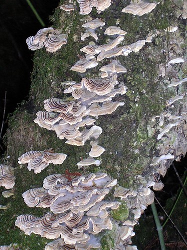 Mushroom 'Tree'