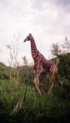 south african giraffe