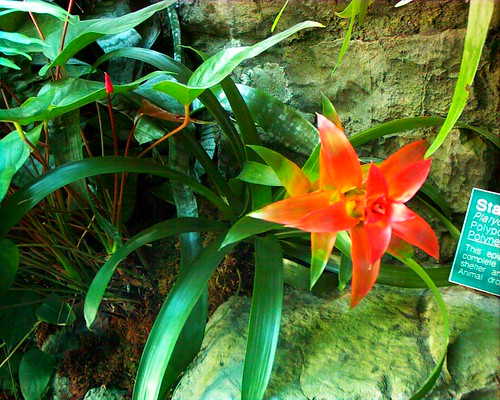 Flower photo taken at the Franklin Park Conservatory