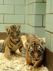 Two tiger cubs