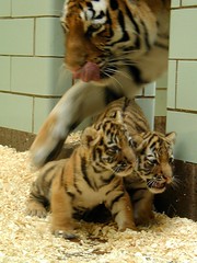 Kira and two cubs