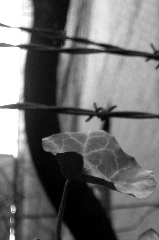 ivy and wire