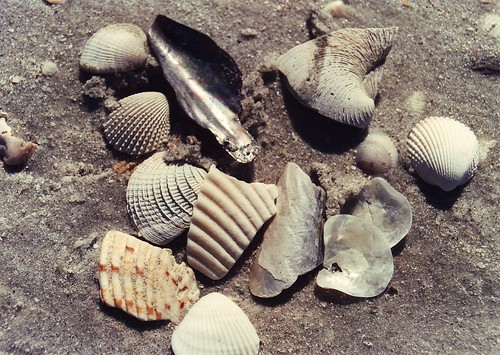 shells (2)