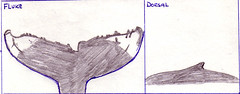 Tusk drawing