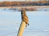 Great Gray Owls Enter Minnesota