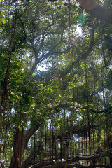 Banyan Canopy