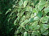 Peperomia scandens variegata