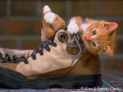 Cat and Shose