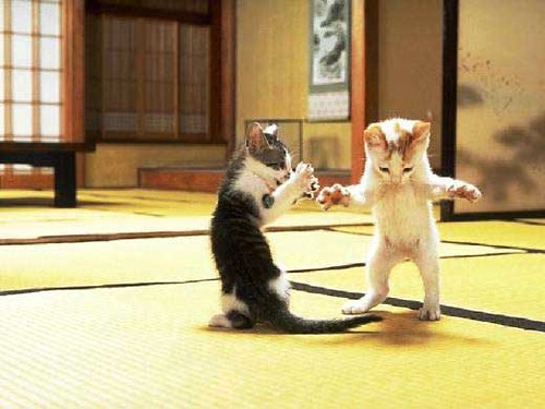 Cat-Fight