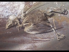 Bird Skeleton II