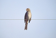 whitecrownsparrow