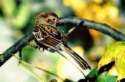 swampsparrow