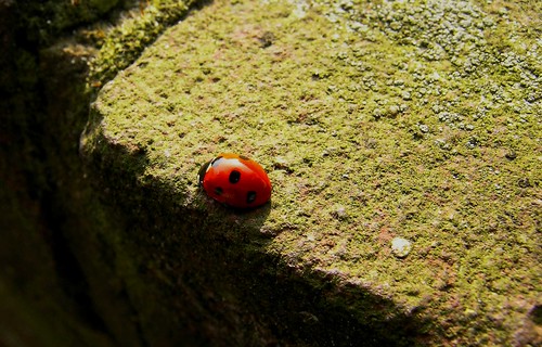 Ladybug I