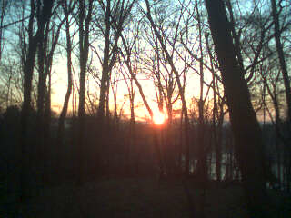 Sunrise in the Woods