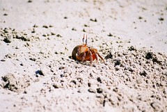 Crab on Ngapali beach