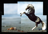 Horse and Crab