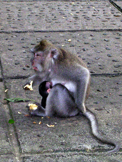 母猴帶小猴