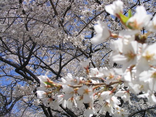 Branch Brook Park's Cherry Blossom Festival