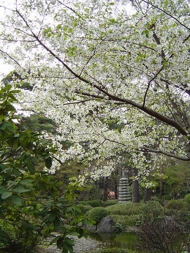 Garden Sakura